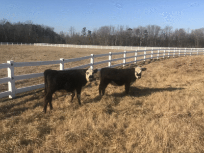 Cavvietta Quarter Horse & Cattle Co.